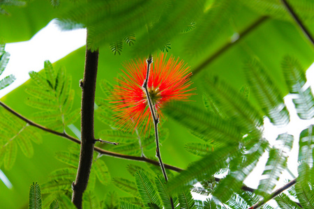 粉扑花