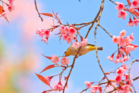 樱花与樱花绿绣眼鸟