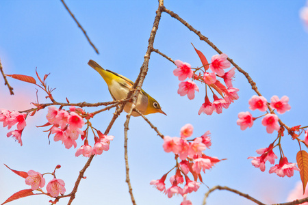 樱花与樱花绿绣眼鸟