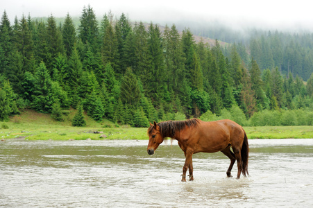 一匹马在一条河