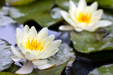 黄色莲花开花或水中百合花卉特写