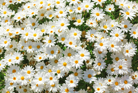 阳光的洋甘菊鲜花背景图片