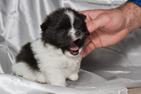 宝贝博美犬