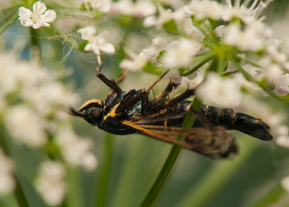 板栗 spheciformis