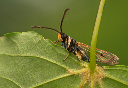 板栗 spheciformis