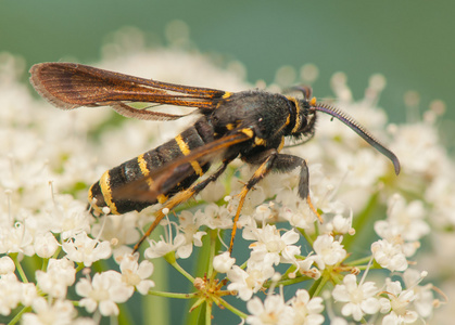透翅蛾白杨透翅蛾照片
