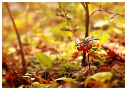 在树林里 cowberries