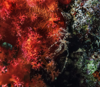 苏丹 红海 五颜六色的照片 热带薄冰 软珊瑚 和小的蜘蛛蟹