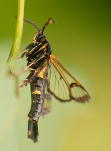 板栗 spheciformis