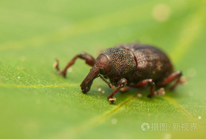 松树皮象transversovittatus