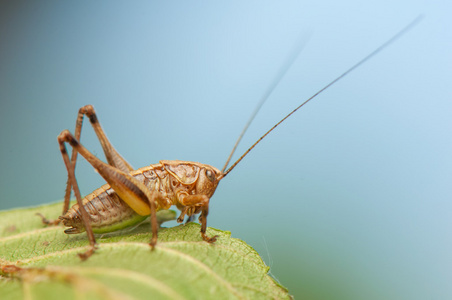 鳞翅目成虫图片