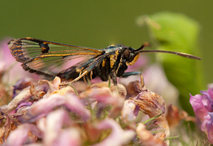 板栗 spheciformis