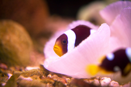 马尔代夫 anemonefish 在海葵中