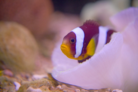 马尔代夫 anemonefish 在海葵中