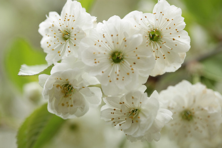 与美丽的白色鲜花朵朵树