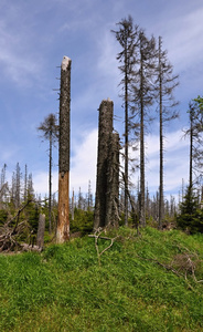 森林毁于树皮甲虫