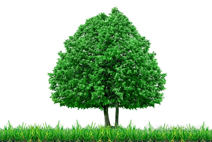 孤零零的树和草在白色背景上孤立