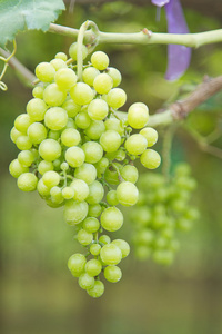 串绿葡萄