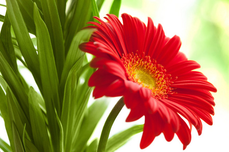 花卉背景。红色非洲菊花卉。花艺设计