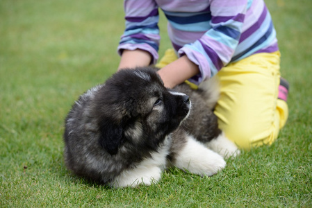 高加索牧羊犬，小狗