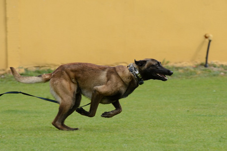 玛利诺犬 比利时牧羊犬