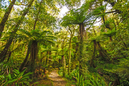 在热带森林里的长颈鹿图片