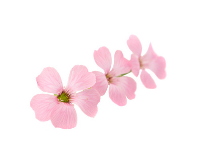 精致的粉色花