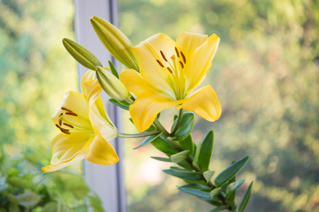 黄色百合花的美丽的鲜花