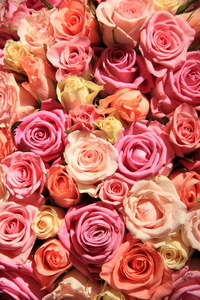 玫瑰在深浅不同的粉红色，婚礼的安排