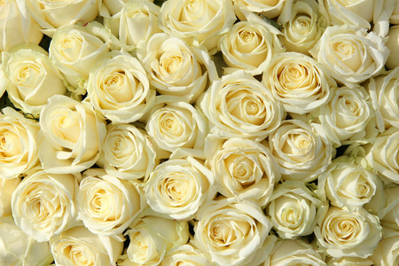 组的白玫瑰花瓣婚礼装饰中