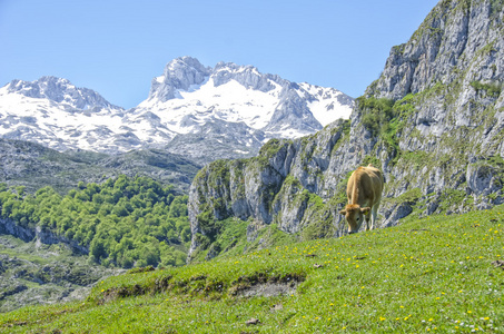 牛在山