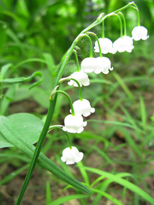 幽谷百合花束