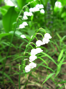 幽谷百合花束