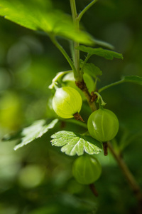 具有模糊的树枝上的绿色 goosberry 枫叶