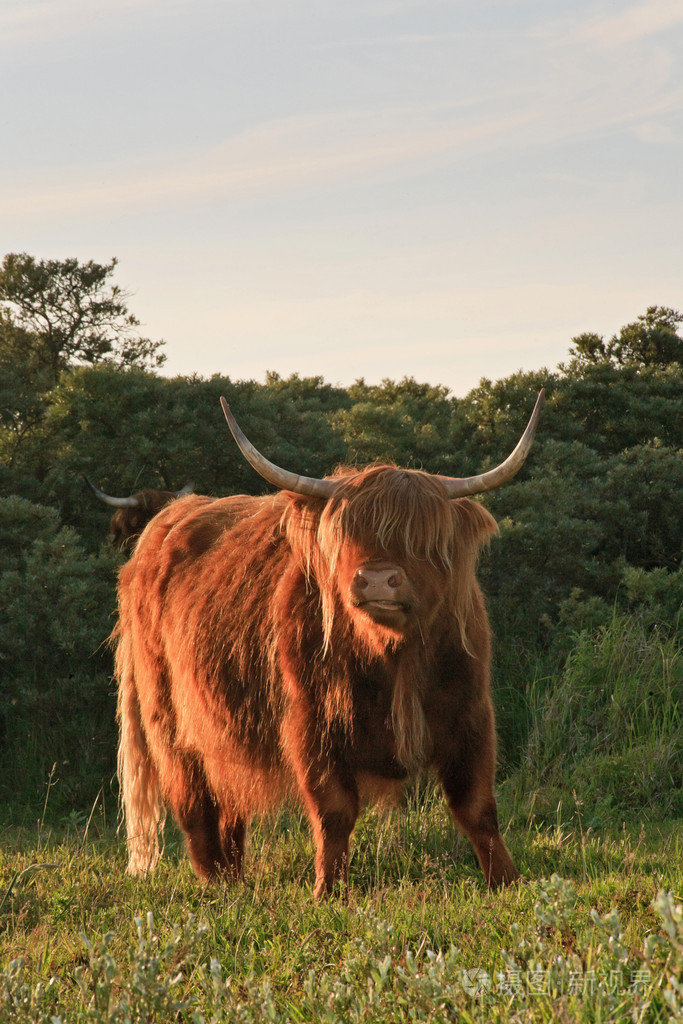 苏格兰高地牛草沙丘景观与多云的天空中
