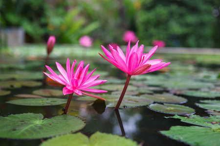 美丽的粉红色莲花池塘里图片