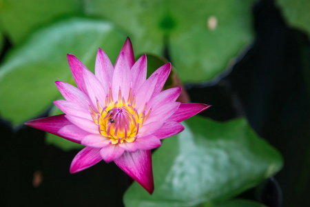 美丽的粉红色莲花池塘里