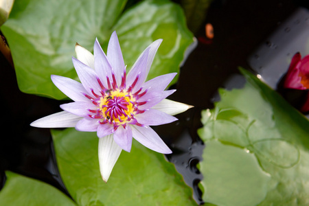 美丽的粉红色莲花池塘里