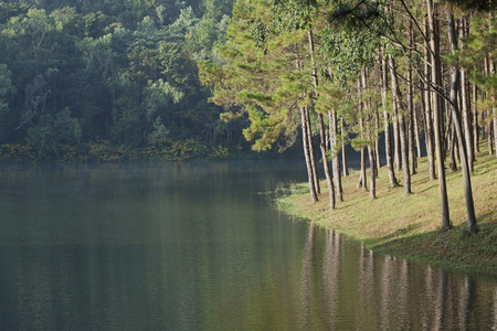 与松树树湖景观