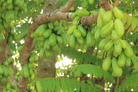 bilimbi 水果