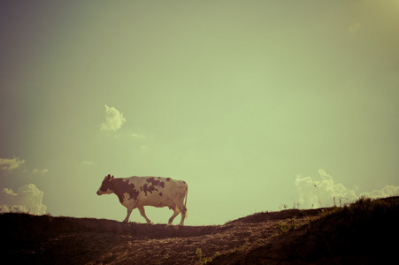 孤独但很快乐牛