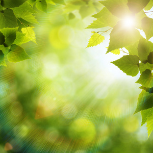 环境天在森林里,环境背景明亮的夏天天照片