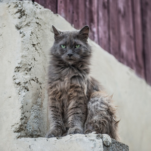 坐在户外的脏街猫