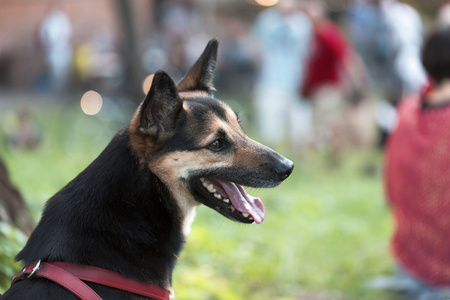 德国牧羊犬