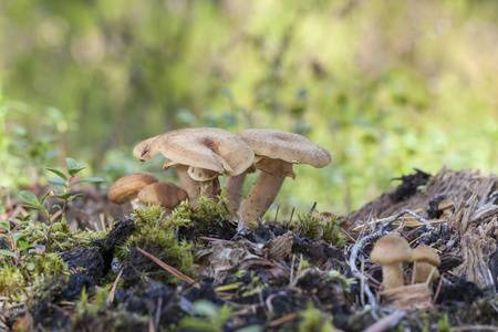 胡芦巴 milkcap 蘑菇