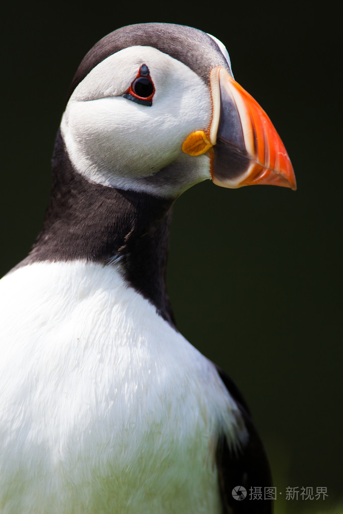在冰岛北大西洋海雀