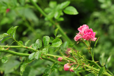 花园里的美丽粉红玫瑰花