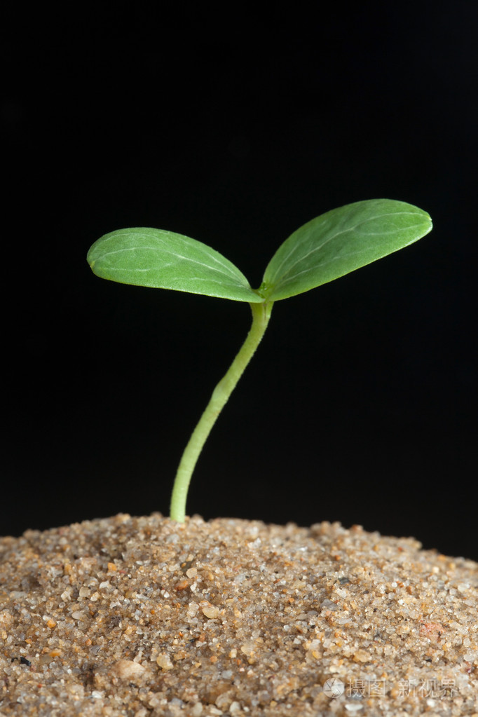 西瓜发芽在黑色背景上