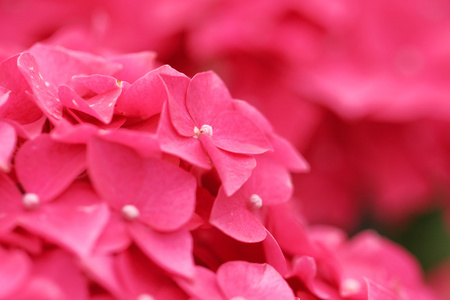 粉红色的绣球花