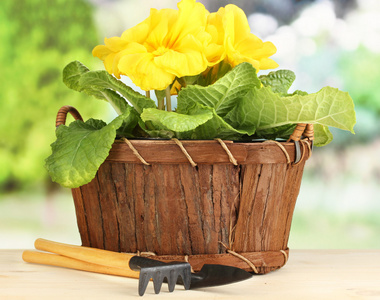在绿色背景上的木桌上的篮子里的美丽黄色报春